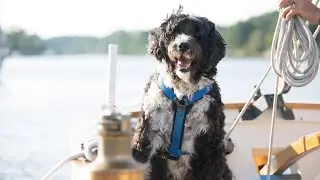 How to Take Care of a Portuguese Water Dog Puppy