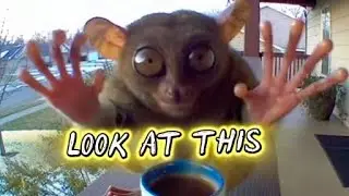 Animals' Reaction To Coffee|Ring Cam