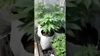 Crop king seeds grow Blue cookies, white widow, Durbin poison