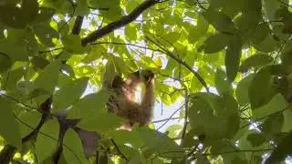 Madagascar: Kirindy - Red Fronted Brown Lemur