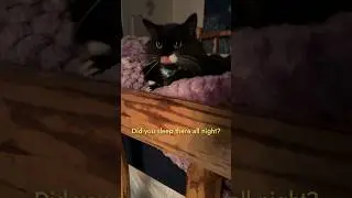 Asking my cute cat Alfy questions