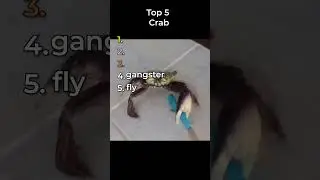 the funniest crab clips in the world ￼