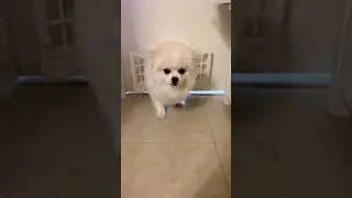 #scotishfold #scotishstraight #pomeranian  #cat door #dog door #猫の扉　#犬の扉　#スコティッシュフォールド #ポメラニアン