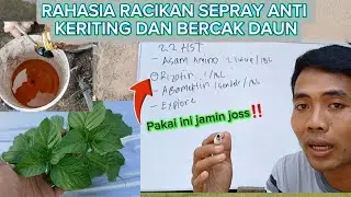 Kalian Wajib Tau‼️ Racikan Rahasia Sepray Anti Keriting Dan Bercak daun  #dewatatanitv #budidayacabe