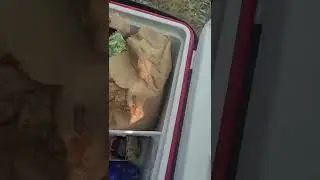 Kwik Kamp camper