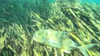 Springs Field Guide - Crevalle jack