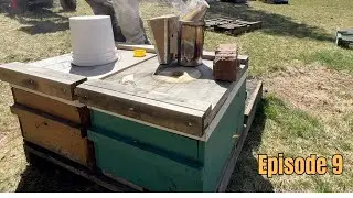 Happenings in the Beeyard