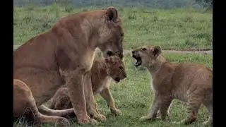 Fig Tree Pride Cubs | Cubs of Oloshipa & Oloimina Growing up | Masaimara | 13 January 2026
