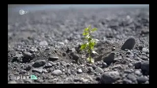 Operation Wald / Rettung f&uuml;r die gr&uuml;ne Lunge  / ZDF 14.09.2019