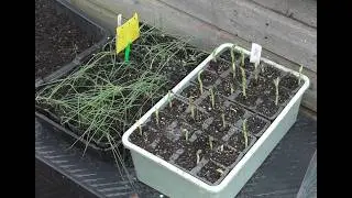 Sowing and potting on