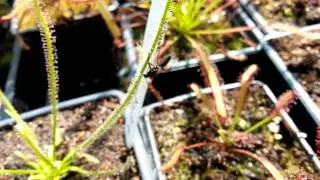 Drosera filiformis - eating insects