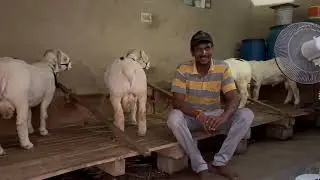 Show breed Bandur sheep for sale u need contact : 70222 54369