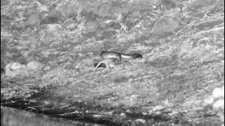 Southern African rock python  slowly swallows the scrub hare it hunts -Djuma Cam Live Stream, Part 2