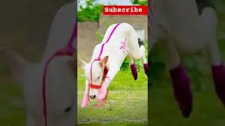 # chota bail Gela panyat # trendingshorts # funny # shorts