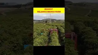 Ambani mango farm intresting facts #facts #shorts #viral