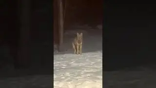 Wolf or Coyote? Coywolf..?  #ontario #canada