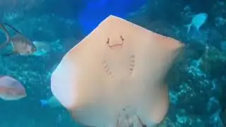 Leopard Whipray