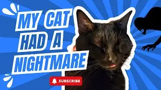 My cat had the WORST nightmare ever! (you won't believe this) She was hissing in her sleep.