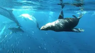 20 Amazing Ultimate Wild Animal Collection in 2021 Sweet Pet