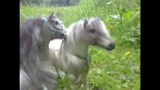 A new pony on the ranch