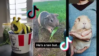 Cute Guinea Pigs - Tiktok Compilation #18