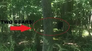We saw 2 Bears at Stokes State Park!
