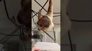 Zuri and Enzo the Sloth Duo Paint 