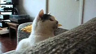 Olympus C-5050 video test with Frits the Cat