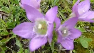 Deutscher Enzian (Gentianella germanica)