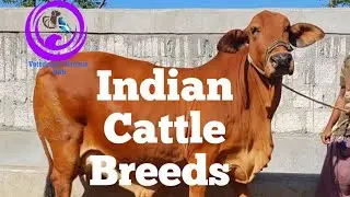 Indian Cattle Breeds