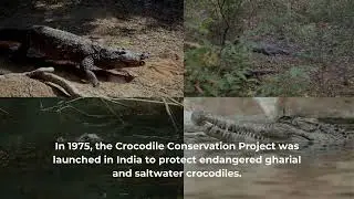 Project Crocodile: A Conservation Triumph in India 🐊🇮🇳  | Atria University