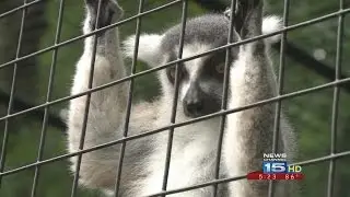 Endangered lemurs