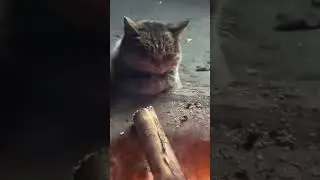Cat's Cozy Fireplace Retreat #CozyCat #FireplaceChill