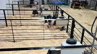 We finally got it done! | Homesteading | Raising show pigs | hobby farm