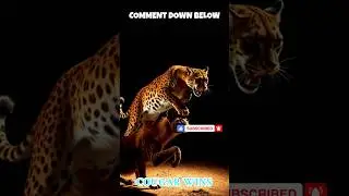 Ep 115 : Wild Animal Battle Royale Fox vs Jackal Cougar vs Hyena  🔥