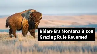 BLM Moves to Revoke American Prairie&rsquo;s Bison Grazing Permits