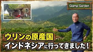 【ウリンの原産】インドネシアに行ってきました！