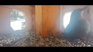Vogelhaus nach 4 Min. gut besucht