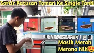 UPDATE & PINDAHKAN RATUSAN KOLONI TOMAN KE SINGLE TANK