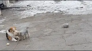6 Dog