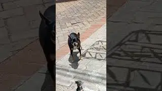 Pinscher Barking #dogshorts