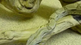 Ghost Boa Constrictor