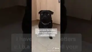 Bella the pug