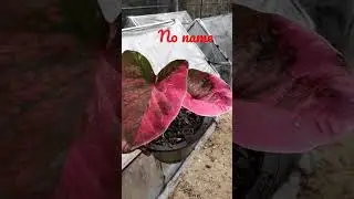 no name #caladium #plants #seeds #caladiumthailand
