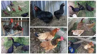 Comprei galinhas para botar ovos, foi o que eu consegui, uma nova galinha sura