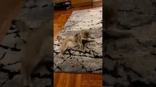 #cat #olaf #youtubeshorts #foryou #catlover #pets #funny #fyp #fun #fypシ #fypシ゚viral #love #live