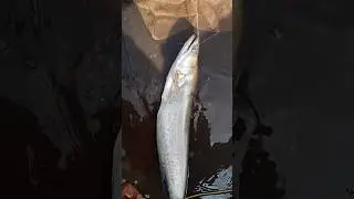 fishing video 😱 padan fish 🐟 #fishing👍 #viral🤯 #youtubeshorts #ytshorts #shorts
