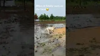 Raining at the farm! #farmon #farmliving #farmlife #lgd