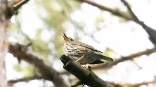 Song Thrush: Forest's Best Singer & Master Mimic