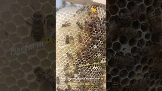 Beefarm 🐝 The Professional & Passionate Beekeeper 🐝🍯🐝 Buy now @ www.beefarm.in  9944800494 #beefarm